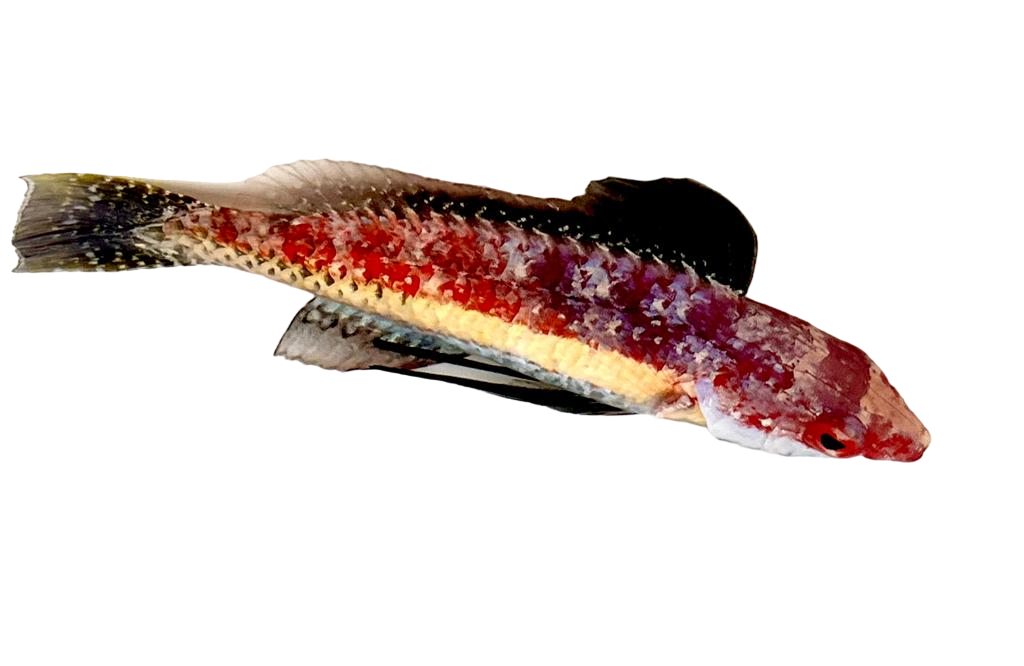 Naokoae Wrasse Super Male