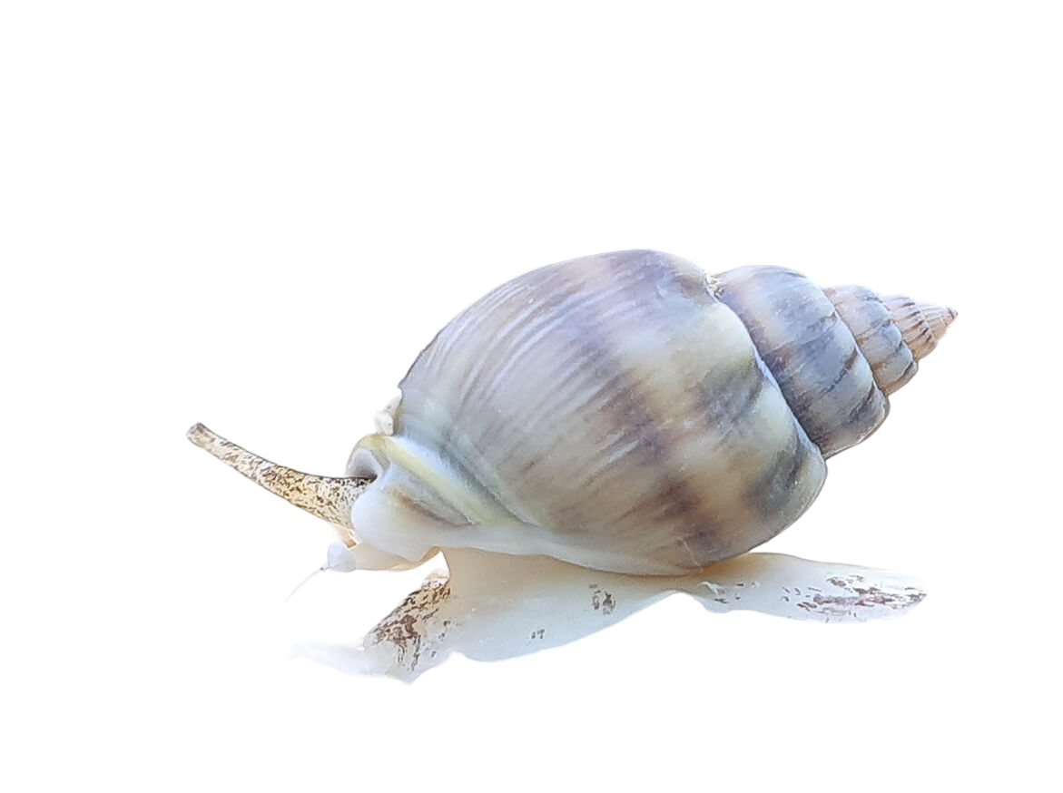 Tonga Nassarius