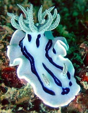 Willani Nudibranch