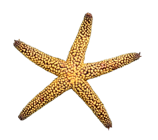 Small Spine Sea Star - Caribbean
