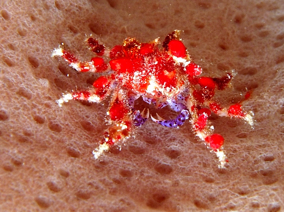 Cryptic Teardrop Crab