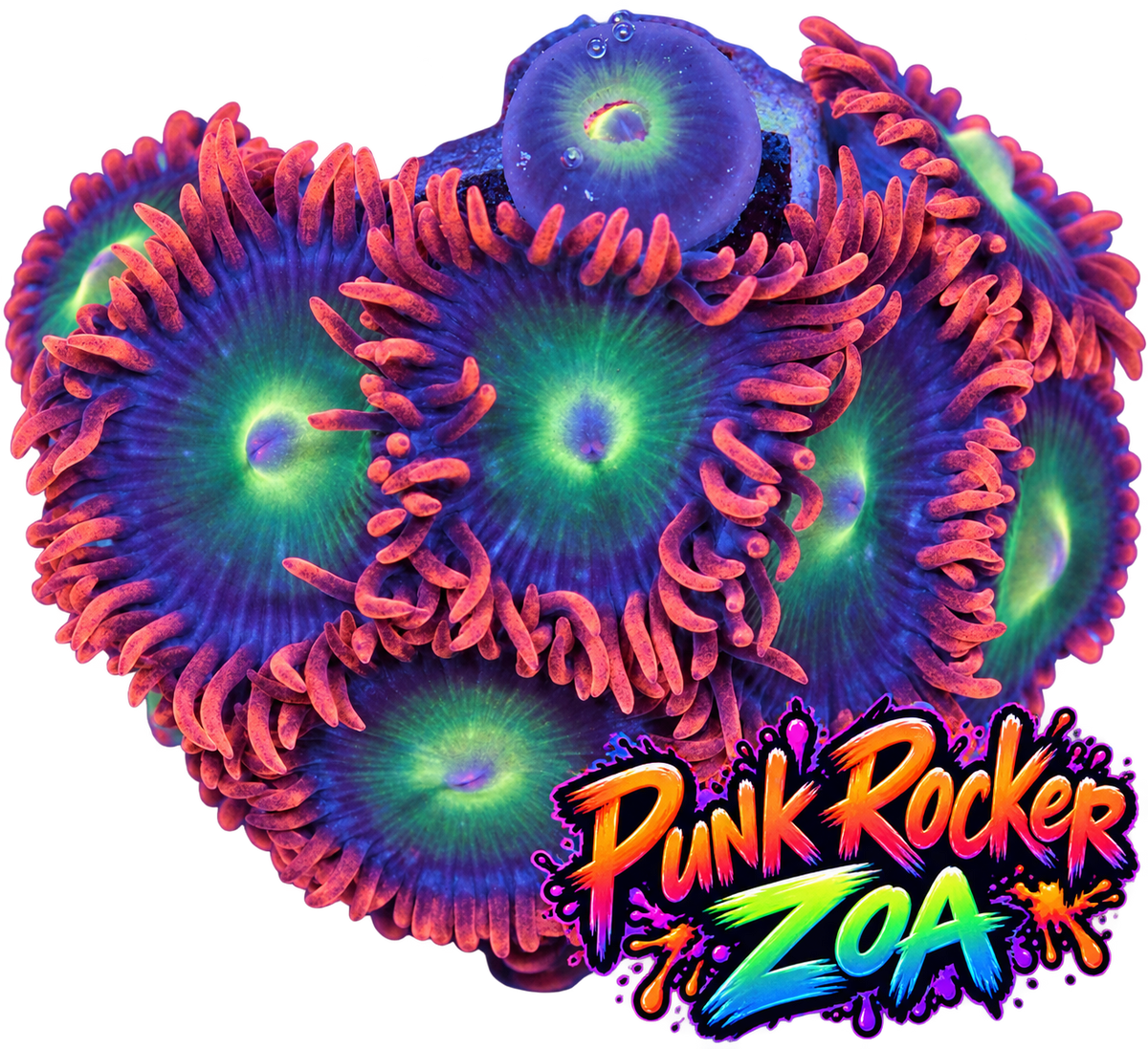Punk Rocker Zoa Frag