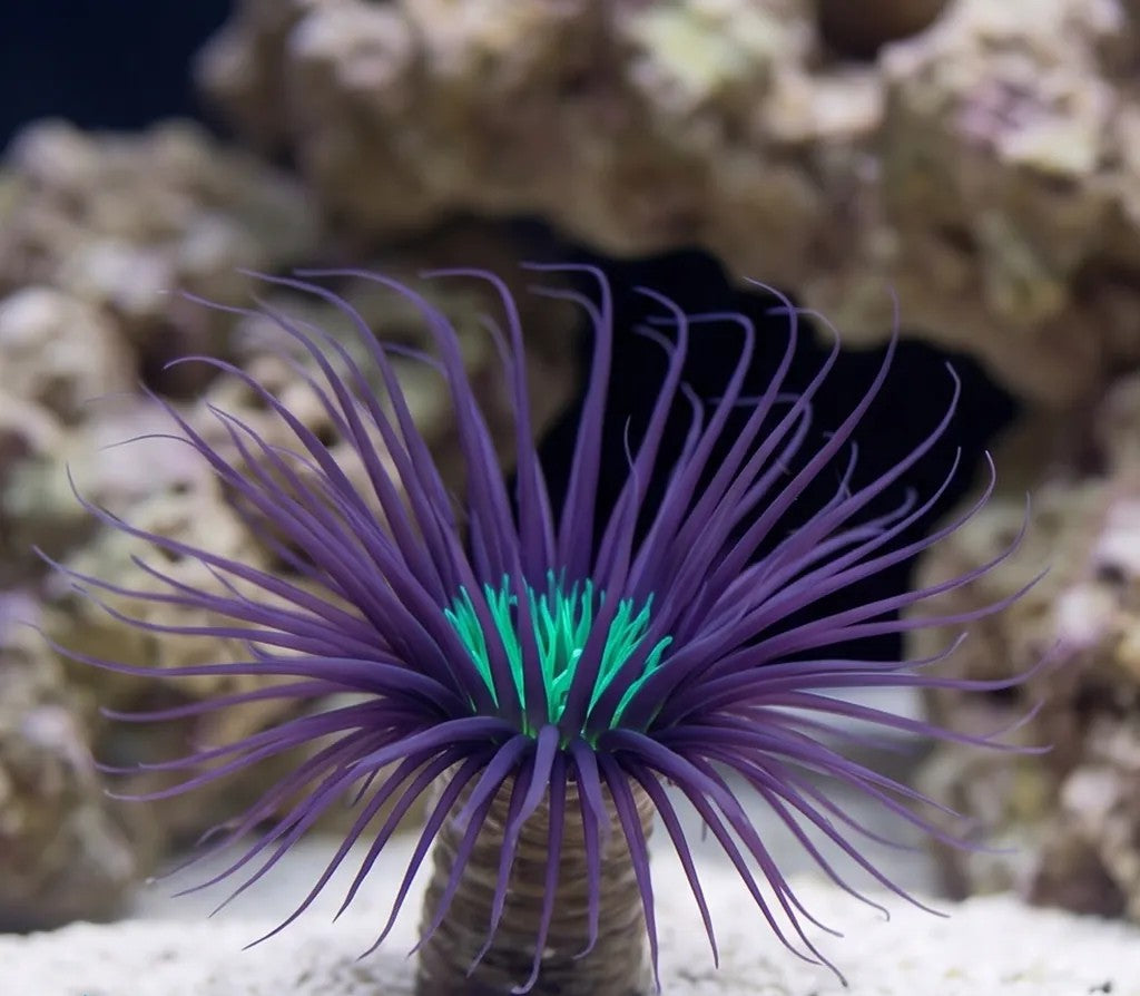 Tube Anemone - Purple & Neon Green Centre