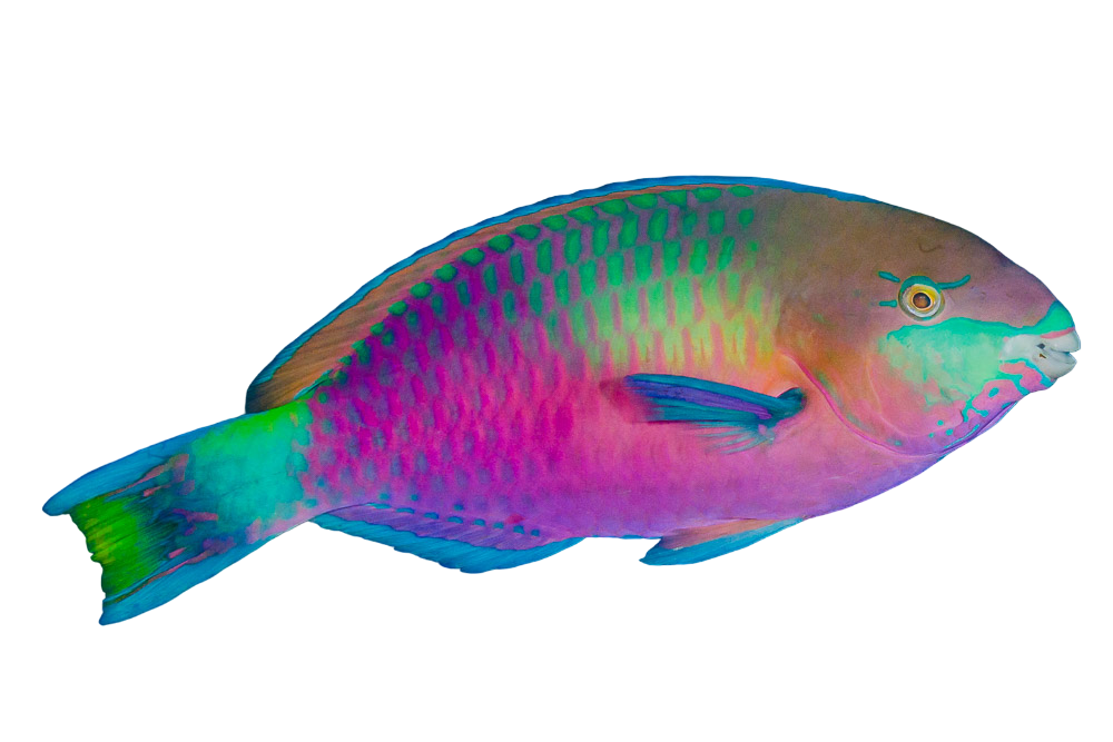 Green Parrotfish SHOW