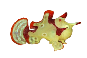 Warty Frogfish - Yellow and Red - T