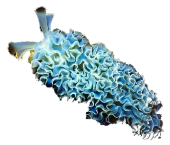 Lettuce Sea Nudibranch