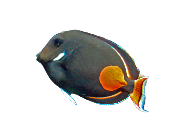 Achilles Tang - Adult - ML