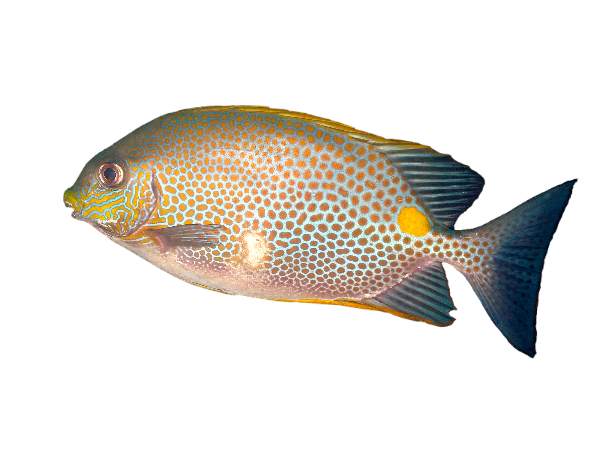 Orange Spotted Rabbitfish L