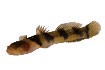 Jaguar Goby