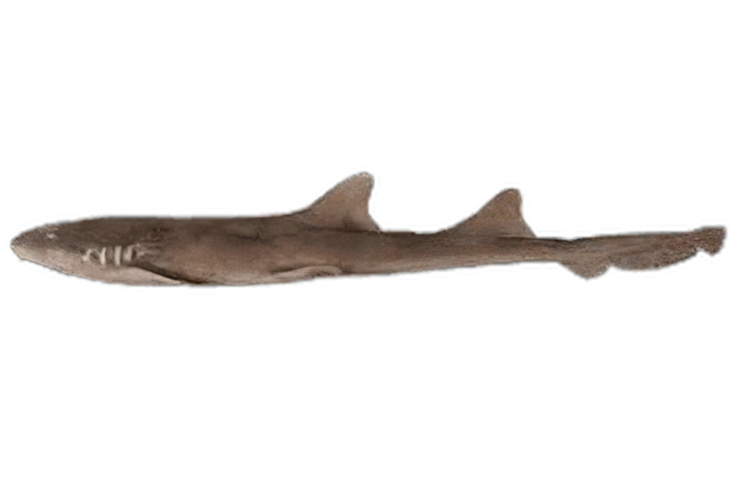 Banded Cat Shark M