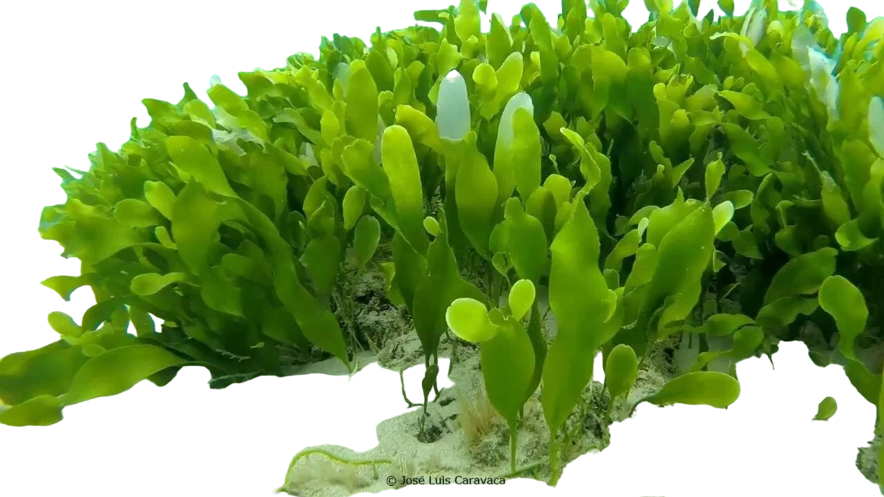 Seagrass Caulerpa Colony