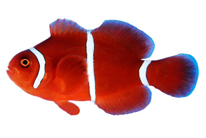 White Stripe Maroon Clown