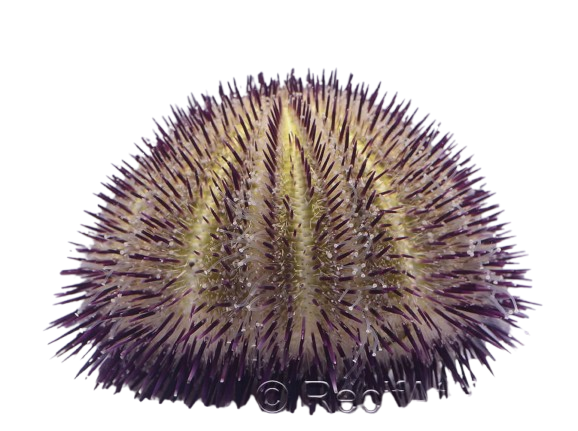 Blue Collector Urchin