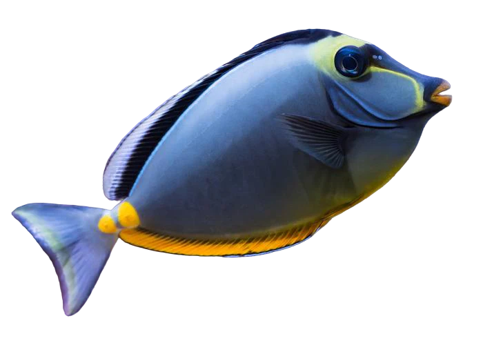 Naso Tang XXXL