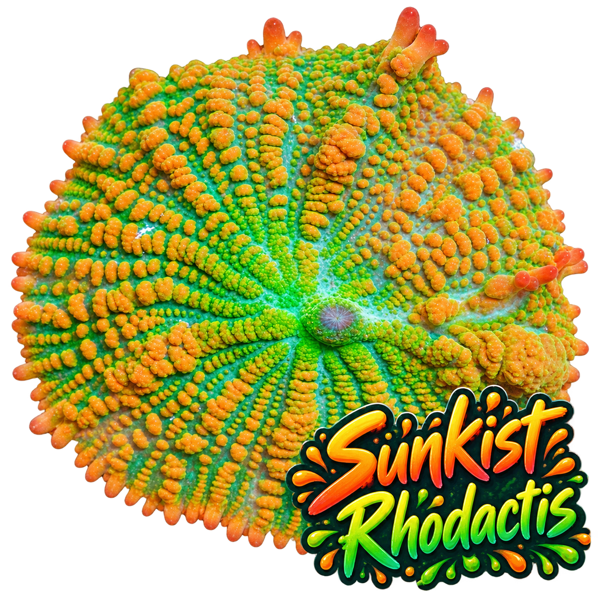 Rhodactis Sunkist