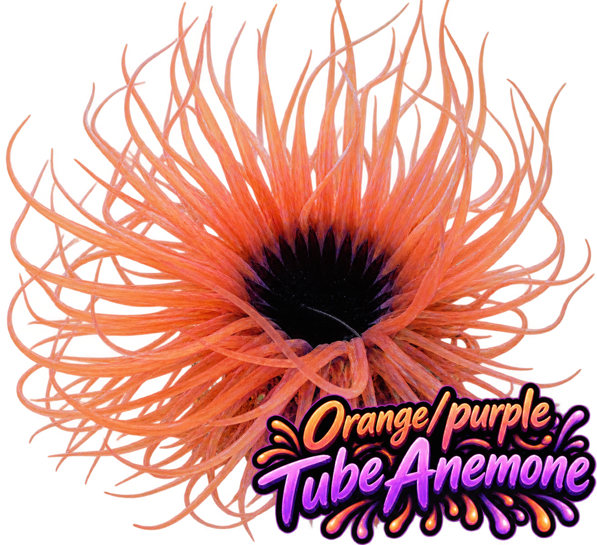Tube Anemone - Ultra Orange & Purple Centre