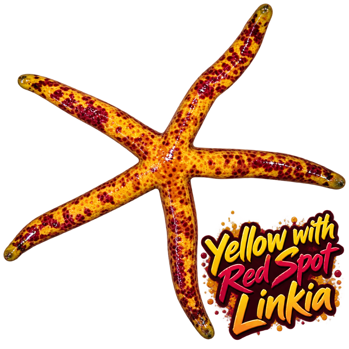 Yellow With Red Spot Linckia Starfish