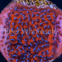 RW Cultured Mystic Monti Frag