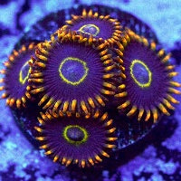 Rainbow Hornet Zoa Frag