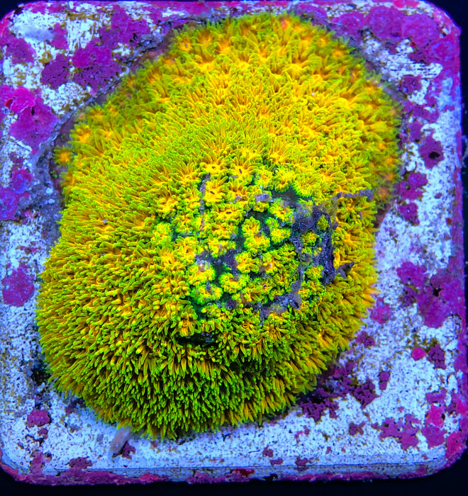 Polkaroo Leptastrea Frag