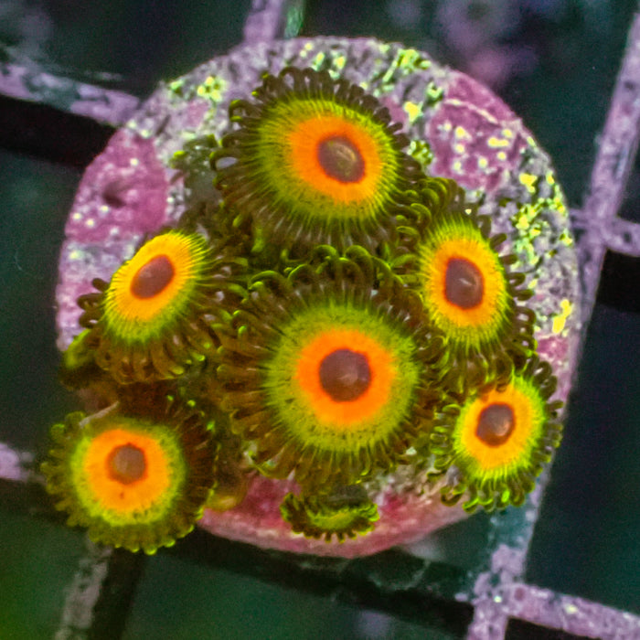 Tidal Gardens Bob Marley Zoa Frag