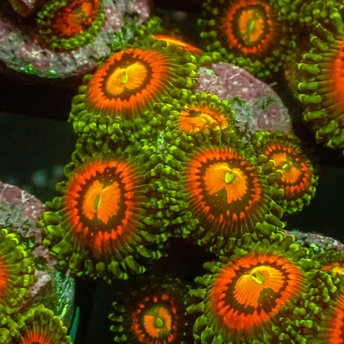 JF Rainbow Incinerator Zoa Frag