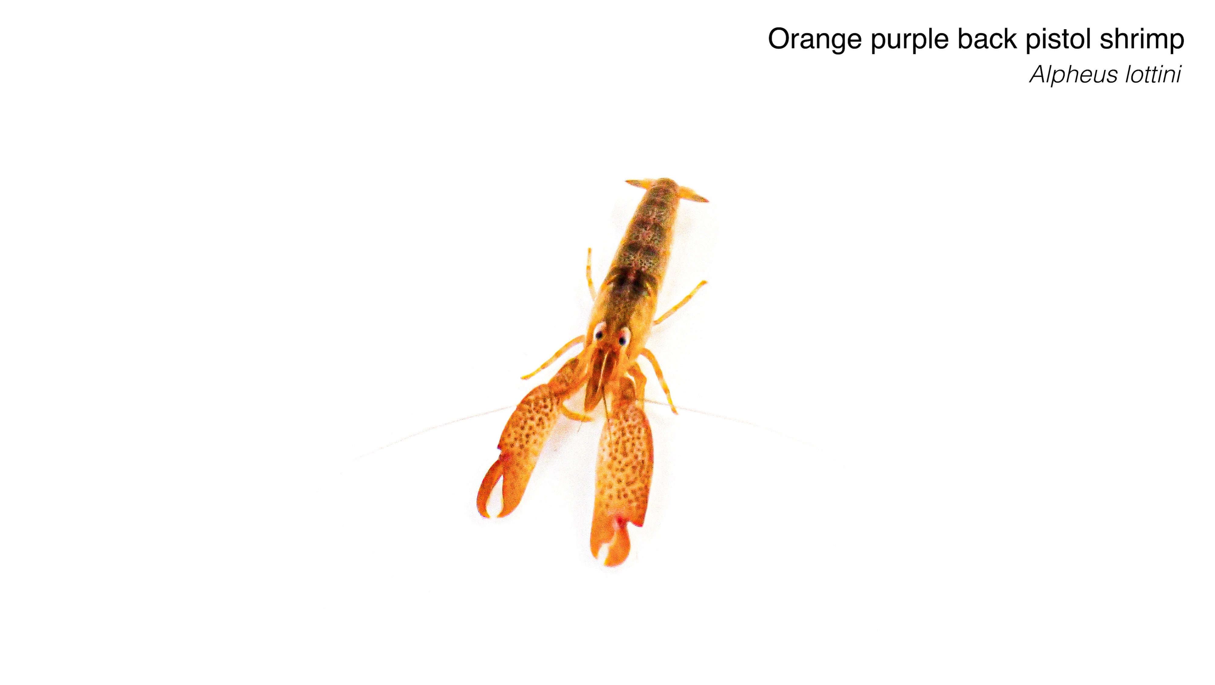 Orange Purple Back Pistol Shrimp
