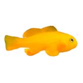 Yellow Clown Goby