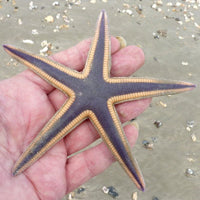 Beaded Sand Sifting Star - Caribbean M/L