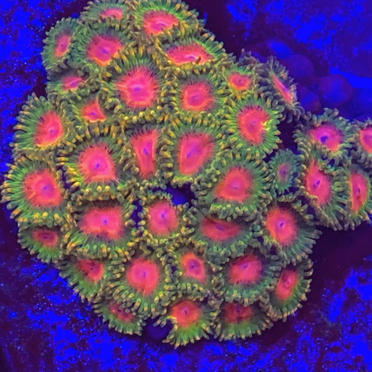 Awesome Blossom Zoa Frag