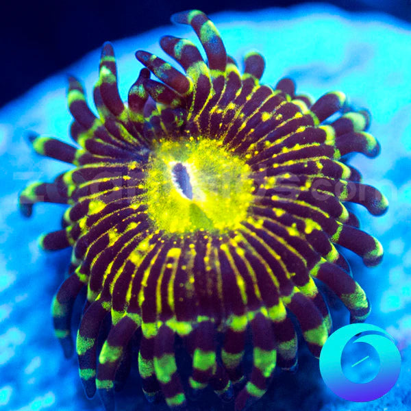 UC Grim Reaper Zoa Frag
