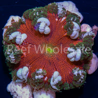 Flower Anemone - Ultra Red, Green Skirt