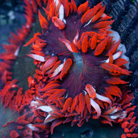 Flower Anemone - Red Skirt, Green Center