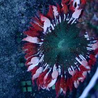 Flower Anemone - Red Skirt, Green Center