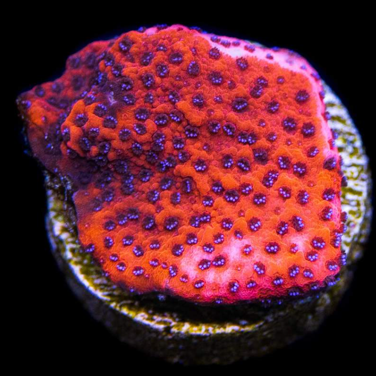 RW Cultured Mystic Monti Frag