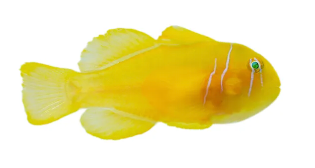 Lemon Goby