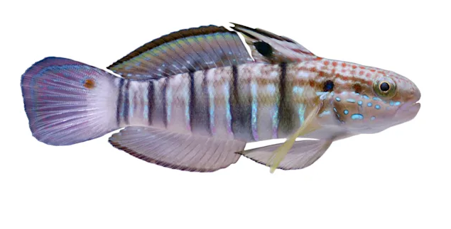 Bullet Goby M