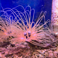 Tube Anemone - Ultra Orange & Purple Centre