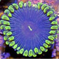 OG Purple People Eaters Zoa Frag