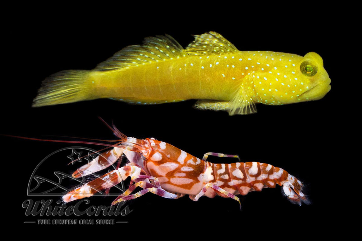 Yellow Watchmand Goby + Tiger Pistol PAIR