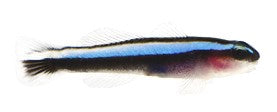 Captive Bred Neon Goby