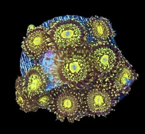 UC Grim Reaper Zoa Frag