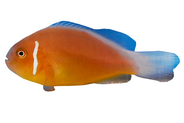 Fiji Pink Skunk Clown