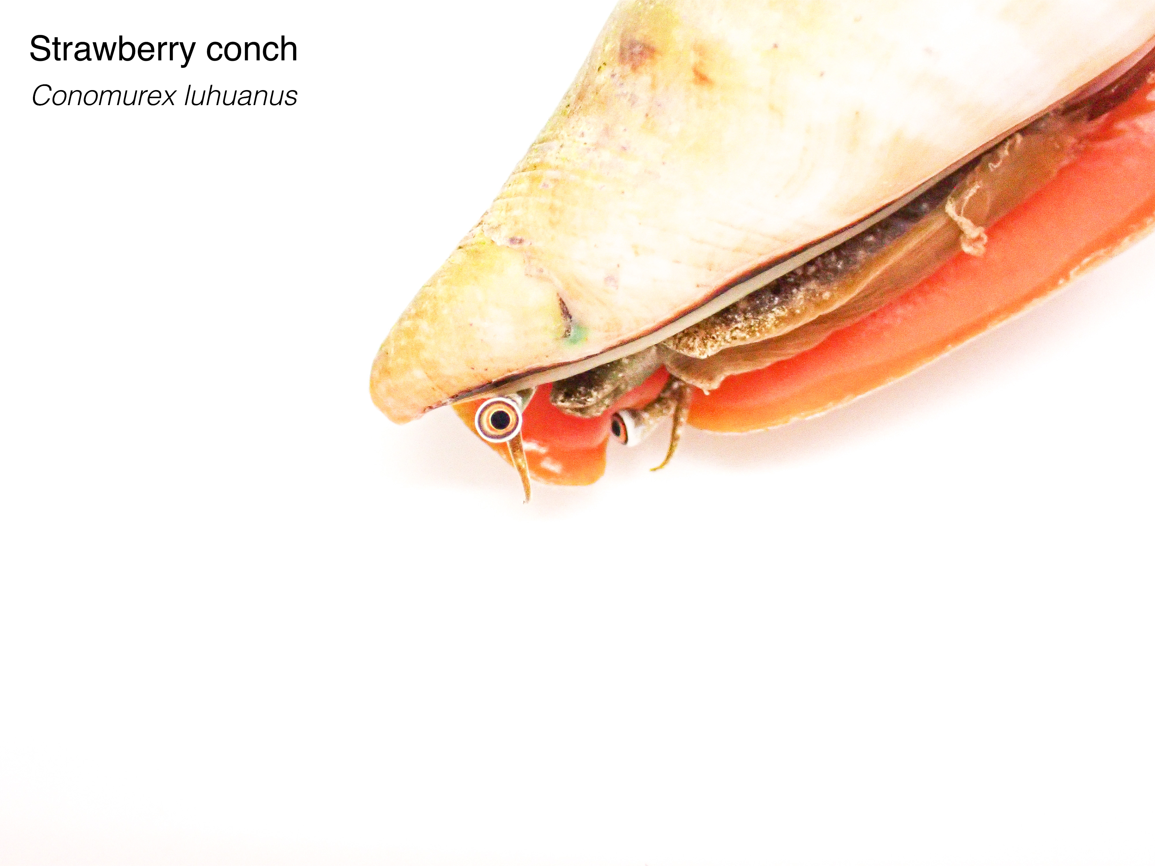 Strawberry Conch M